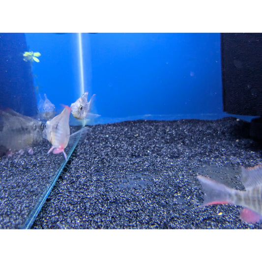 Bolivian Dwarf Ram