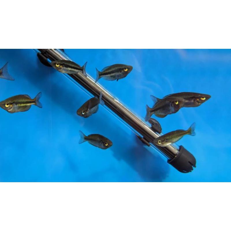 Banded Rainbowfish