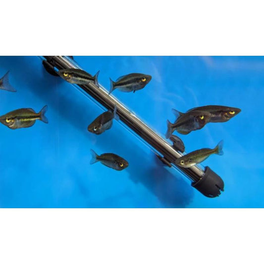 Banded Rainbowfish