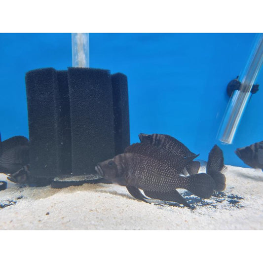 Black Calvus Cichlid