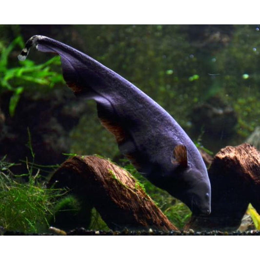 Black Ghost Knifefish
