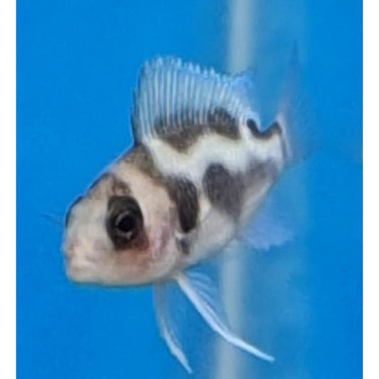 Black Widow Frontosa Cichlid