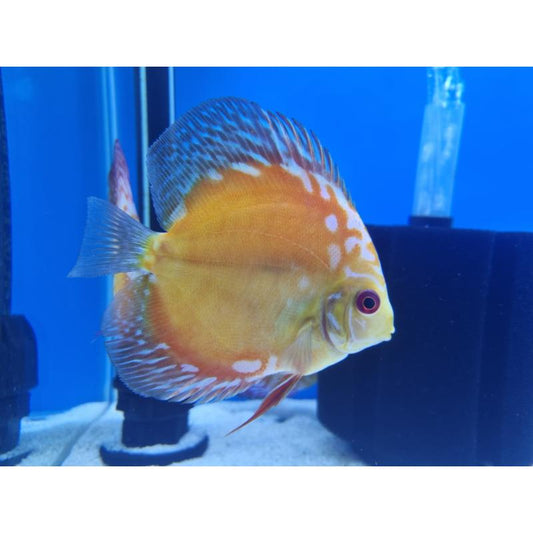 Pigeon Blood X Checkerboard Discus