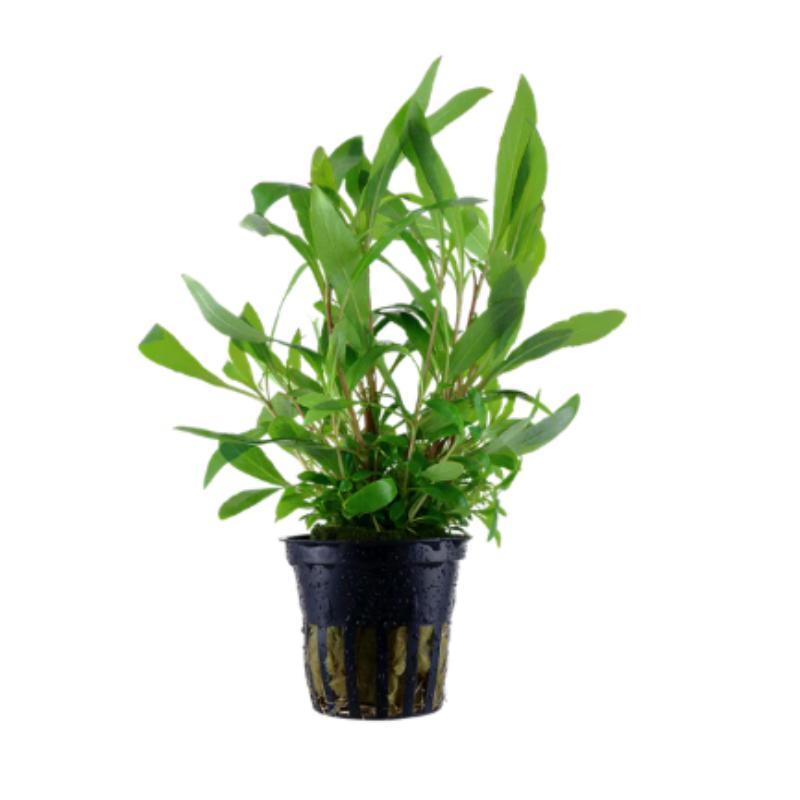 Hygrophila Blue - Potted