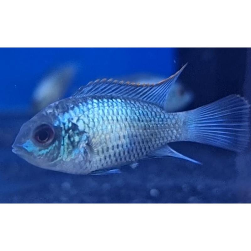 Electric Blue Acara