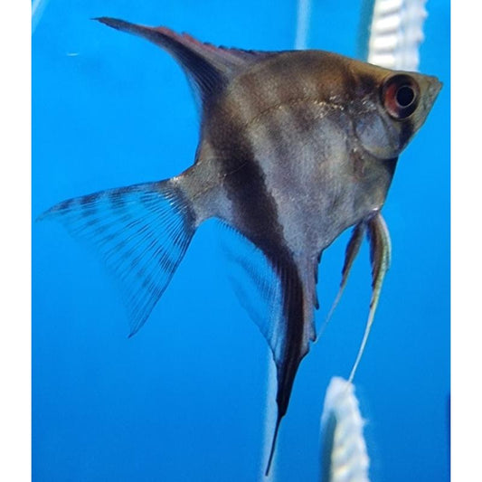 Blue Diamond Angelfish