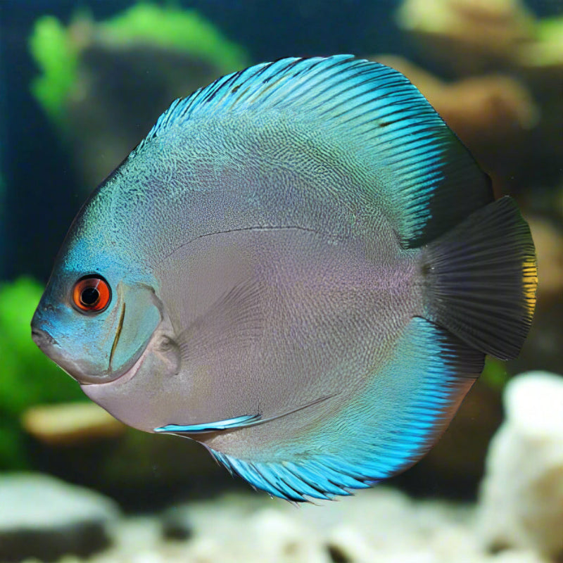Blue-Diamond-Discus – Tropical Fish Company