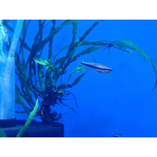 Blue Emperor Tetra