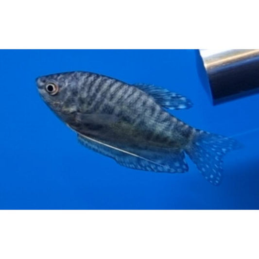 Blue Opaline Gourami