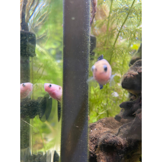 Blue & Yellow Koi (Female)