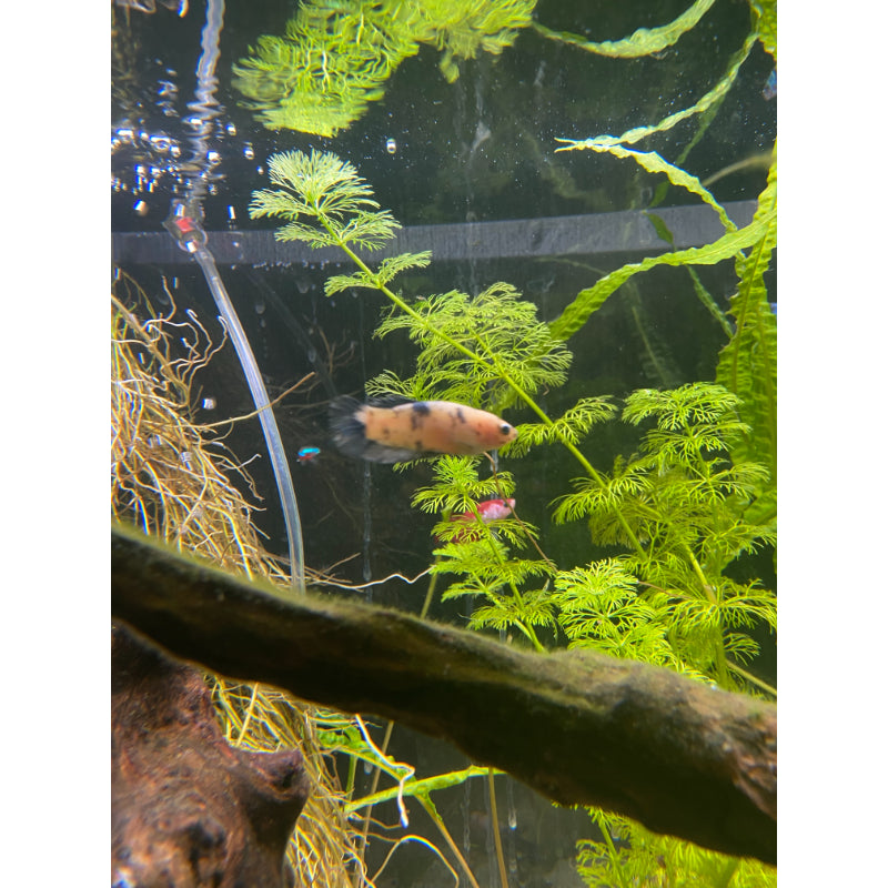 Blue & Yellow Koi (Female)