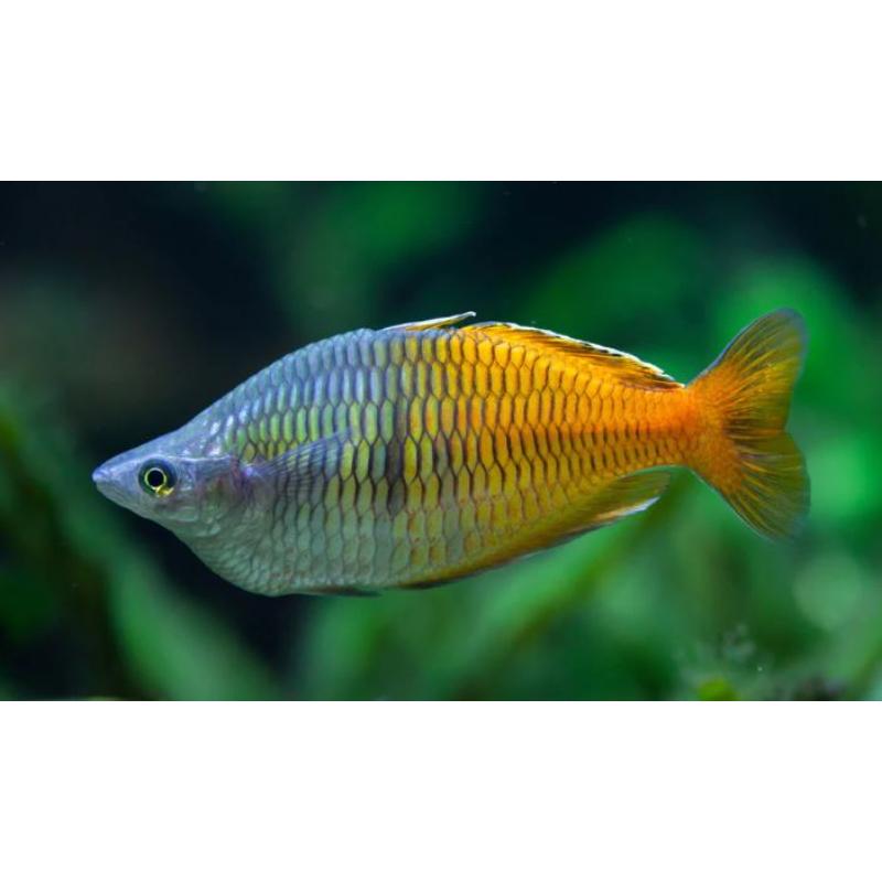 Boeseman's Rainbowfish