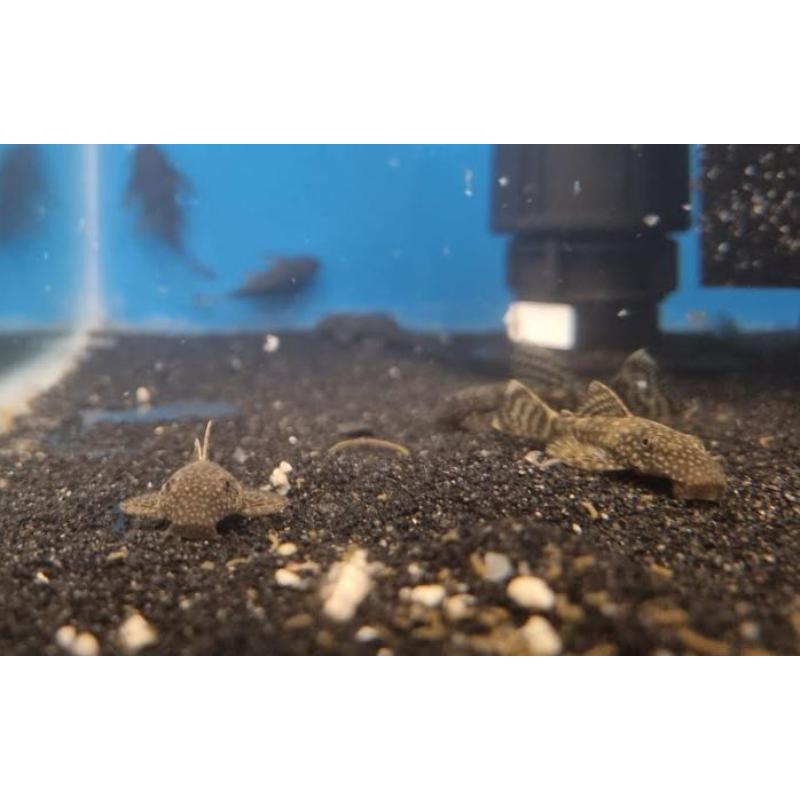Brown Bristlenose Pleco