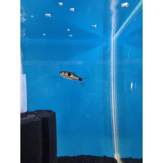 Bucktooth Tetra