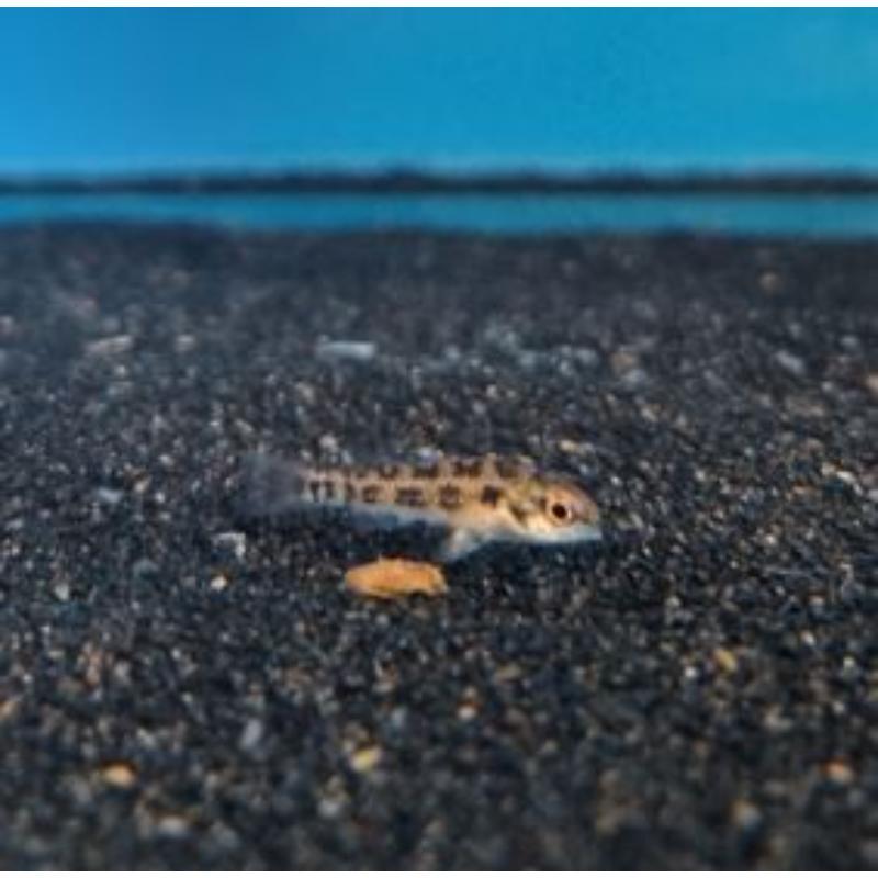 Checkerboard Cichlid