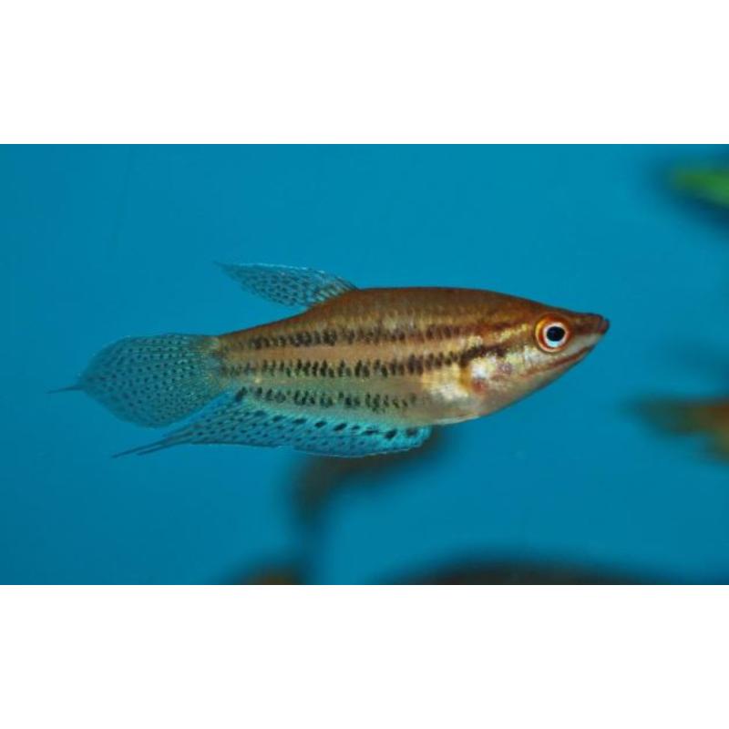 Croaking Gourami
