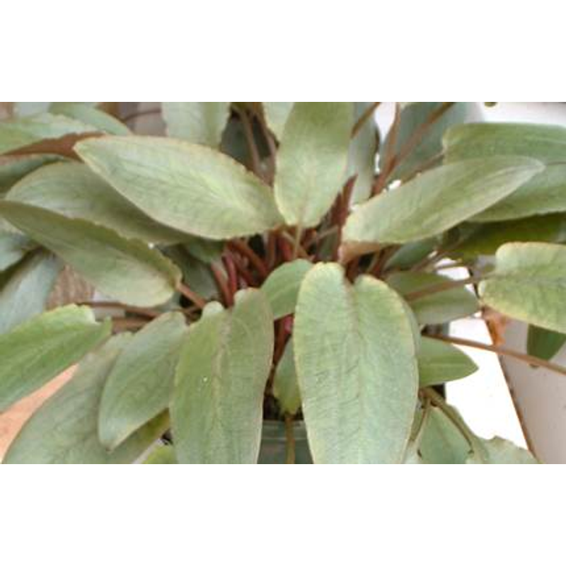 Cryptocoryn Crispatula