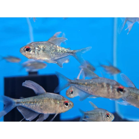 Diamond Tetra