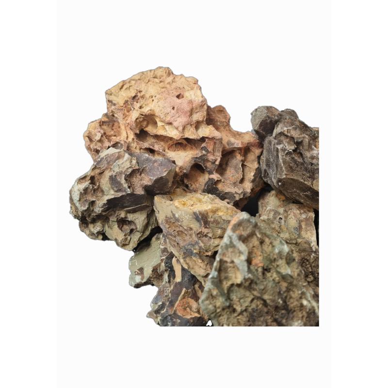 Dragon Rock – Tropical Fish Company