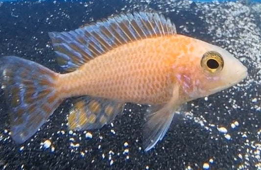 Dragon orange