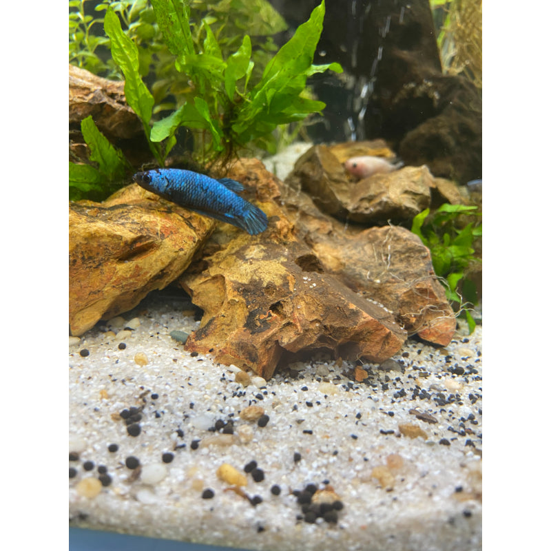 Dragon Samurai Betta (Female)