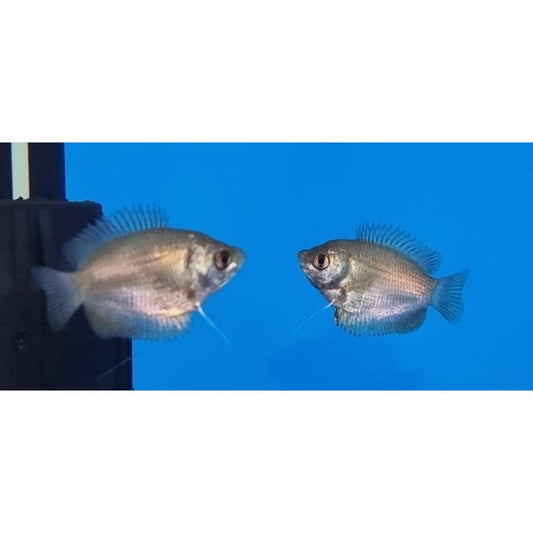 Dwarf Gourami Female