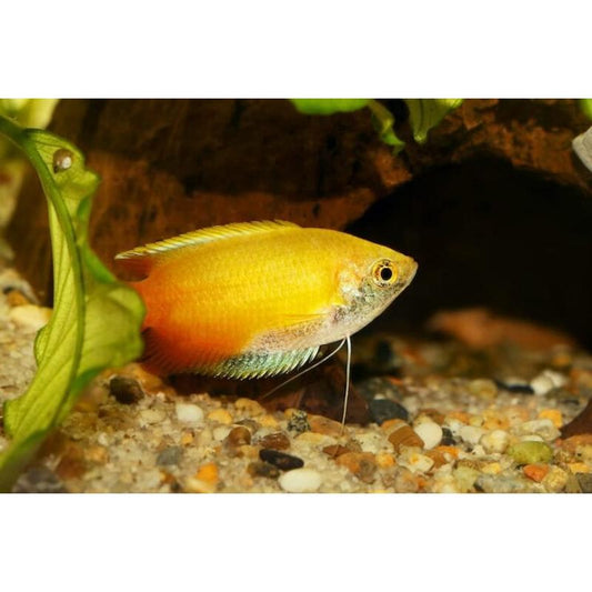 Golden Honey Dwarf Gourami
