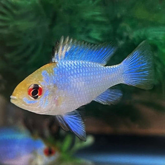 Balloon Electric Blue Ram Dwarf Cichlid