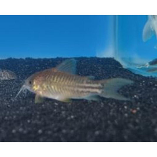 Elegant Corydoras