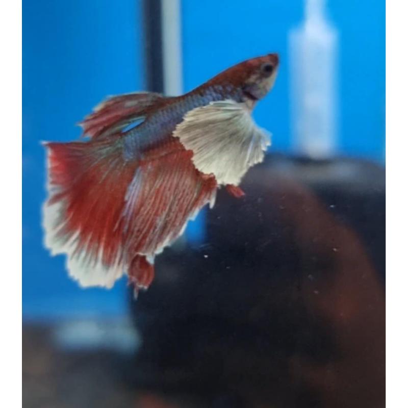 Elephant Ear Betta