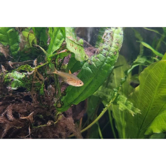 Ember Tetra