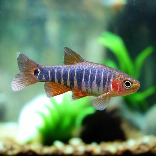 Emerald Dwarf Rasbora