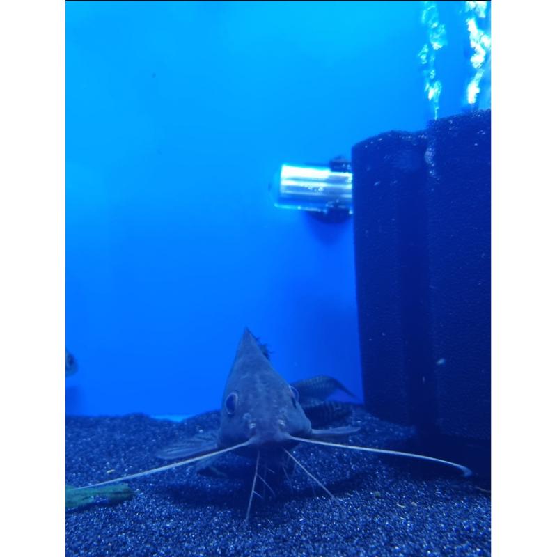 Featherfin Catfish