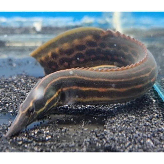 Fire Eel