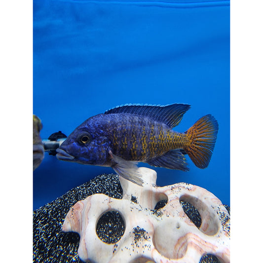 Flame Tail Cichlid