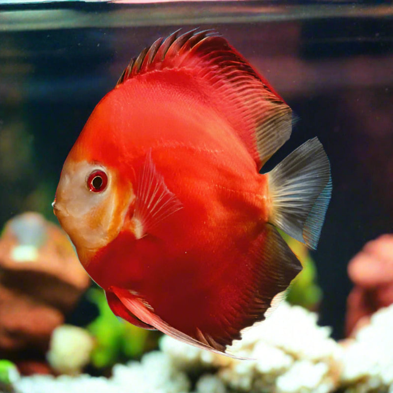 Fuji Red Discus – Tropical Fish Company