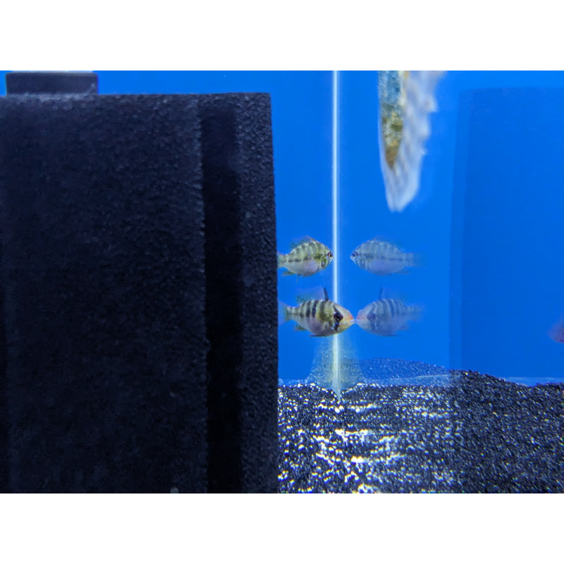 German Blue Ram Dwarf Cichlid