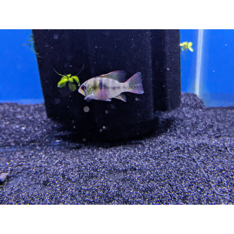 German Blue Ram Dwarf Cichlid
