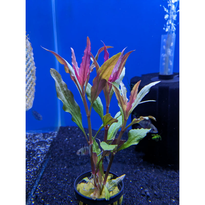 German Blue Ram Dwarf Cichlid