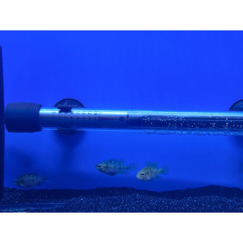 German Blue Ram Dwarf Cichlid