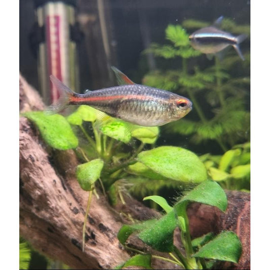 Glow Light Tetra