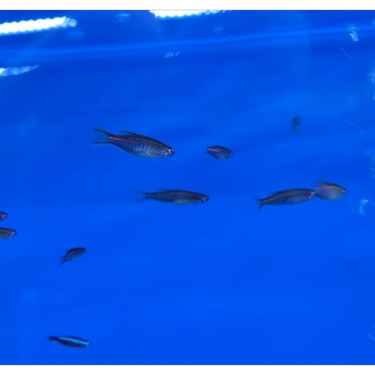 Burmese Glowlight Danio