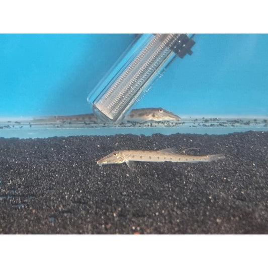 Horseface Loach