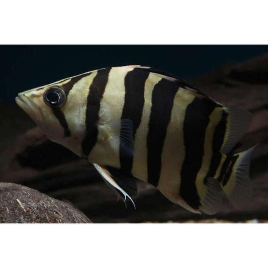 Indonesian Tiger Perch