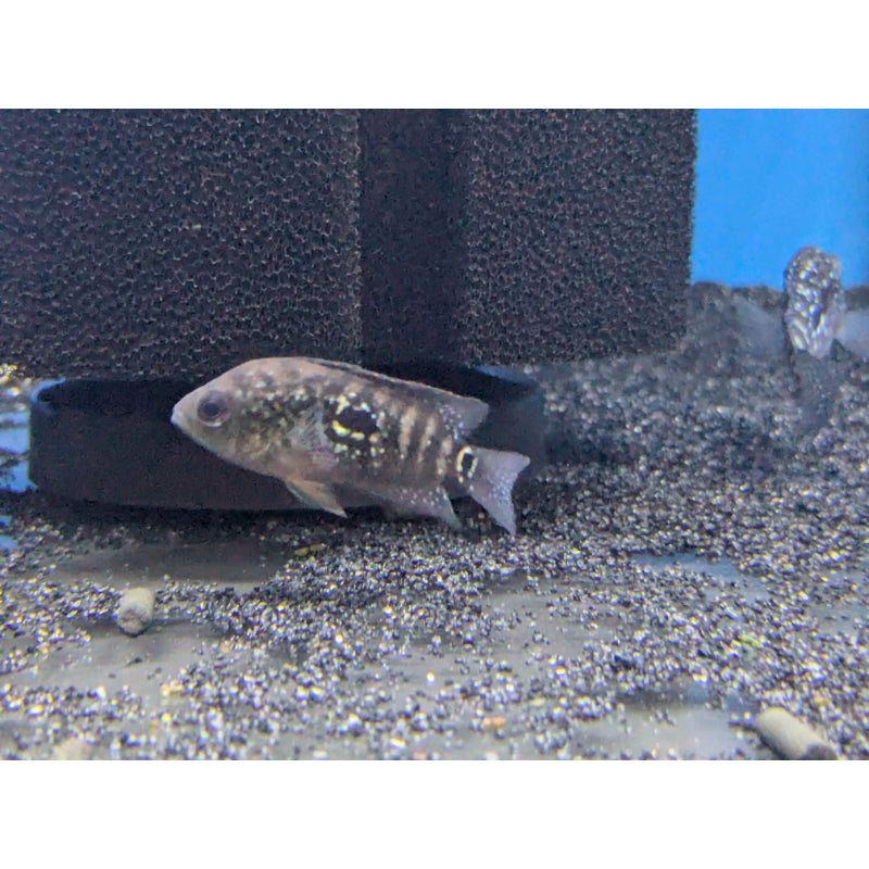 Jack Dempsey – Tropical Fish Company