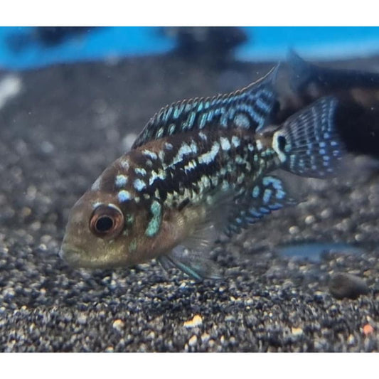 Electric Blue Jack Dempsey Cichlid