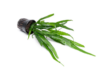 Java Leaf Plants – tagged