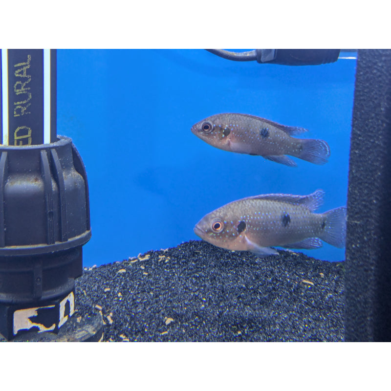 Glowlight Jewel Cichlid
