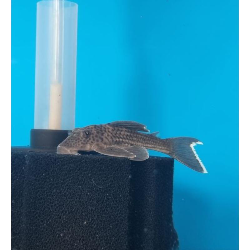 L141 Ghost Pleco