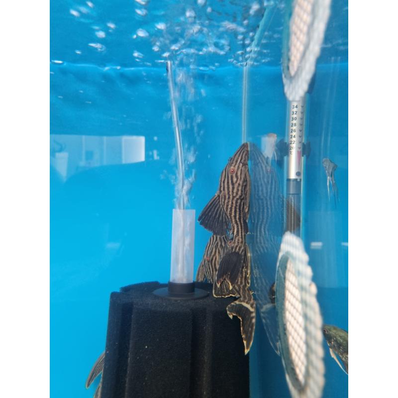 L190 Royal Pleco